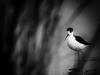 Echasse Blanche